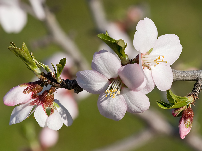 بادام معمولی